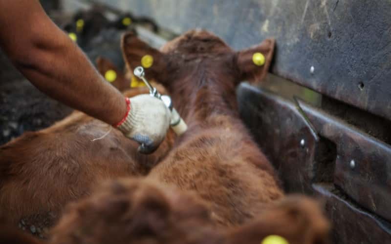 Se vacunaron en la provincia 2,3 millones de animales contra la aftosa