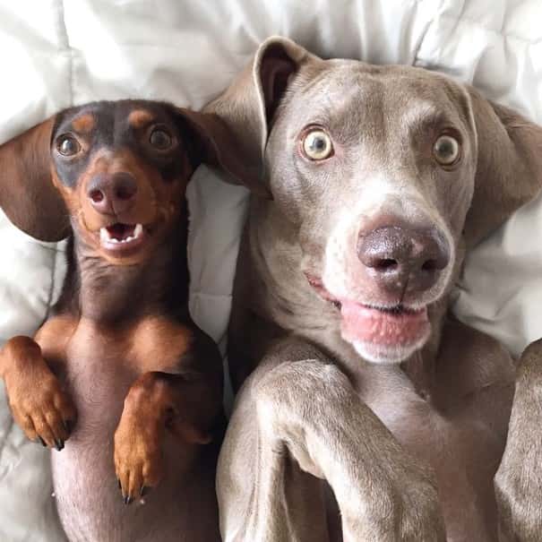 Los perros más tiernos de Instagram