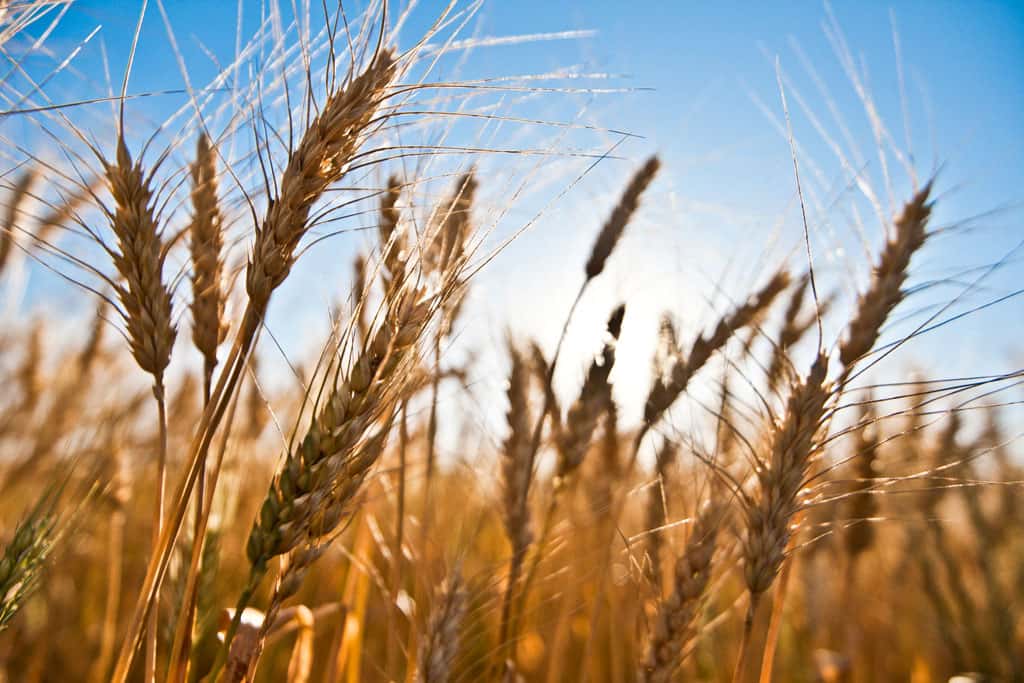 Confederaciones Rurales Argentinas advierte que retenciones agrícolas estrangulan la rentabilidad del sector