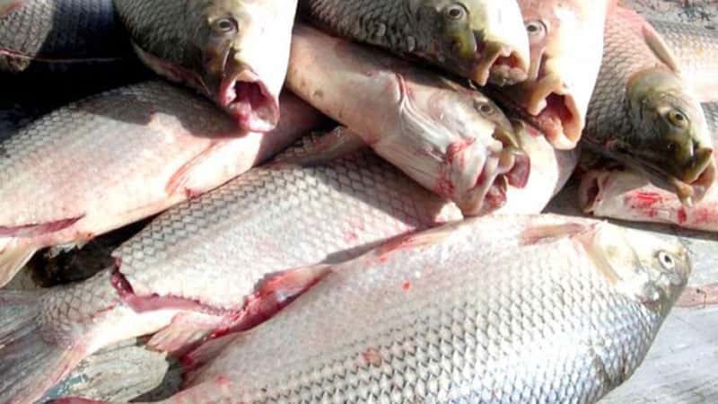 Se lograron acuerdos para la actividad pesquera en Victoria