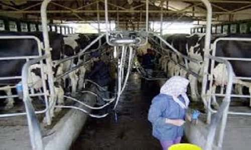 La producción de leche «volvió a crecer» mientras una gran cantidad de productores atraviesan una crisis