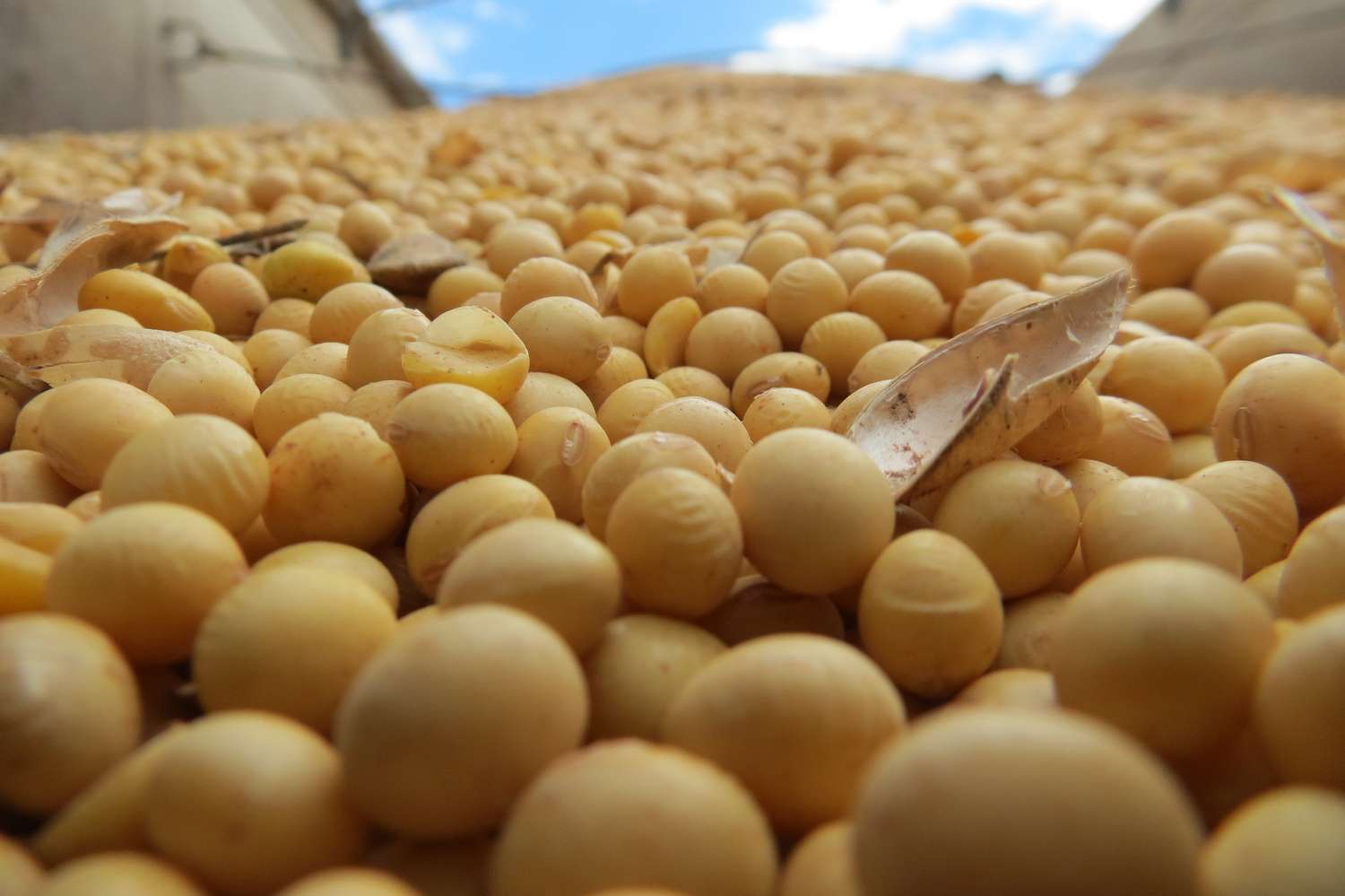 La cosecha de soja en Entre Ríos fue la más baja de los últimos 18 años