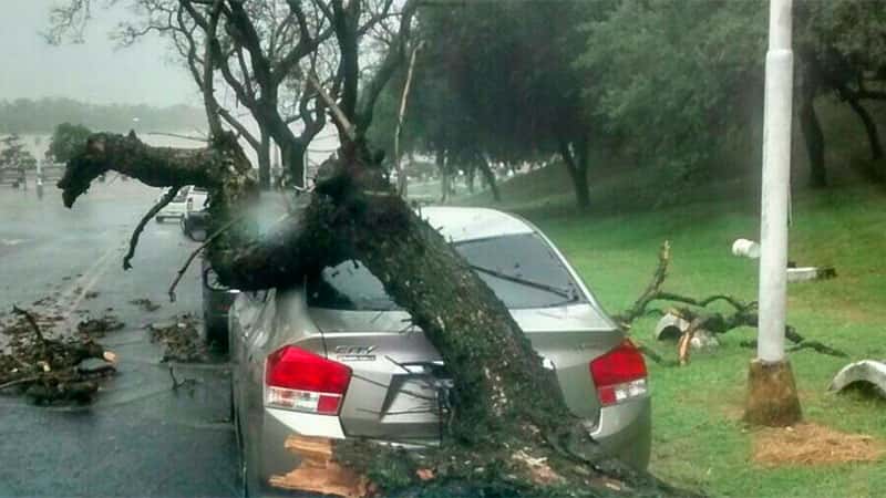 El temporal de este lunes provocó la caída de un árbol sobre un auto estacionado en la costanera de Paraná