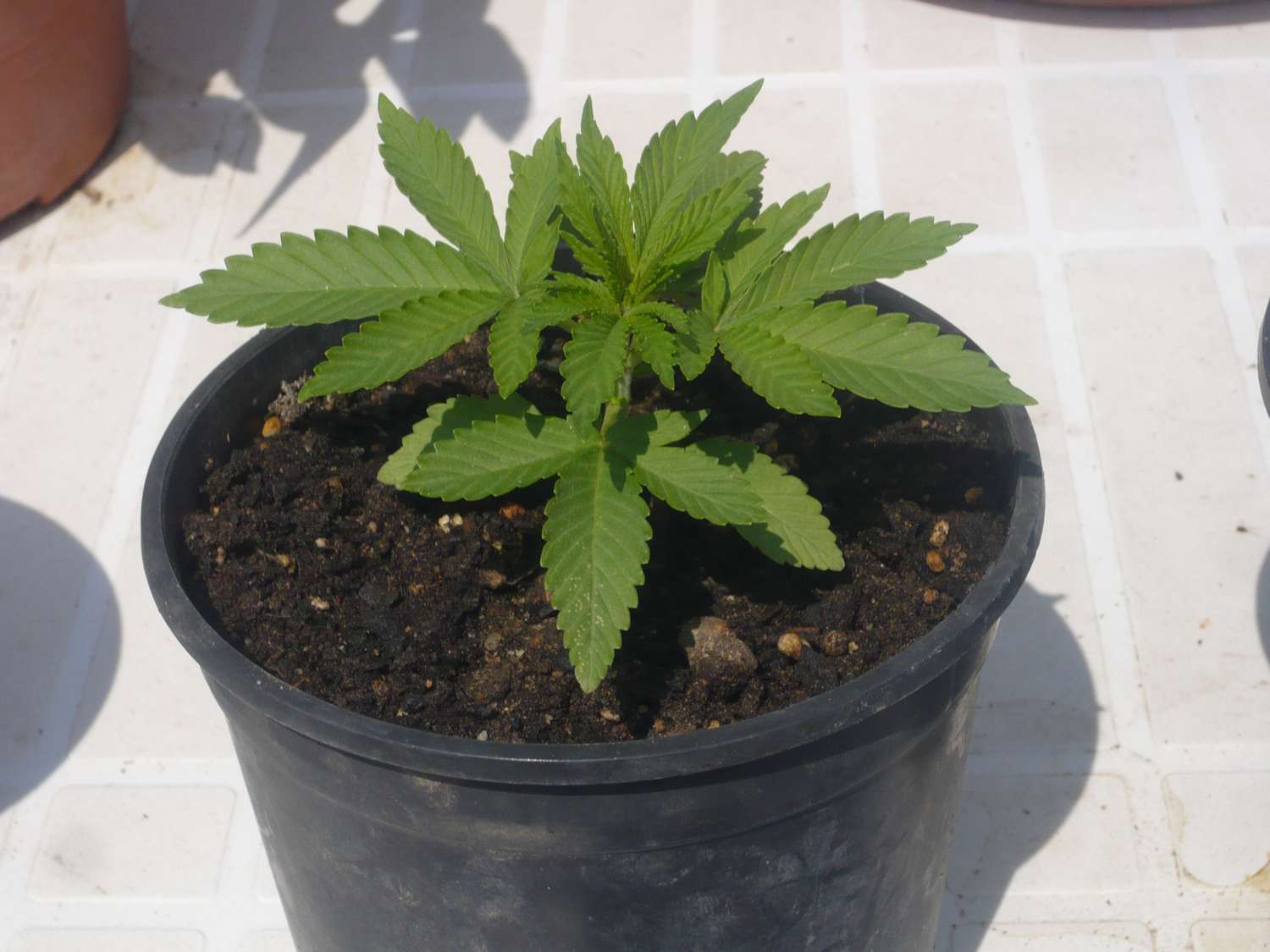 Cultivaba plantas de marihuana en su casa