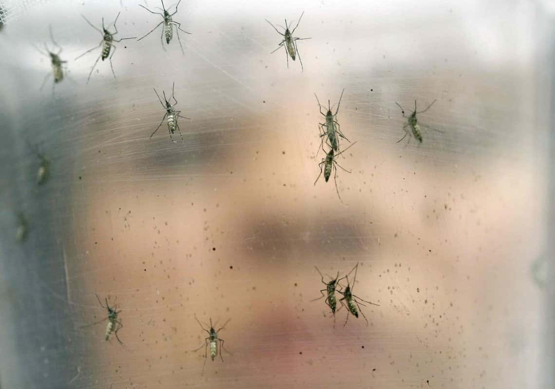 Invadidos por el Aedes Albifasciatus, el mosquito “charquero”
