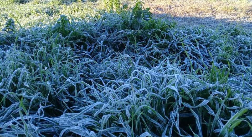 Algunos tips para que las plantas resistan el frío