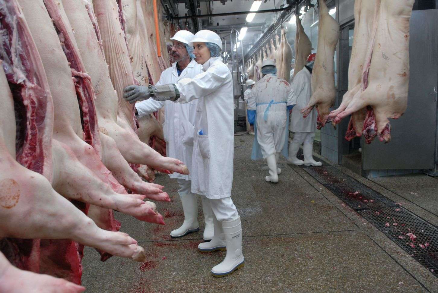 Hay preocupación entre los productores de porcinos por la importación de carne de cerdo