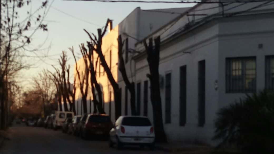 Preocupa la tala de árboles autóctonos en Concepción del Uruguay
