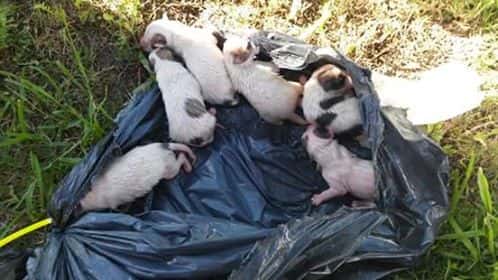 Rescatan perritos que fueron tirados con los residuos