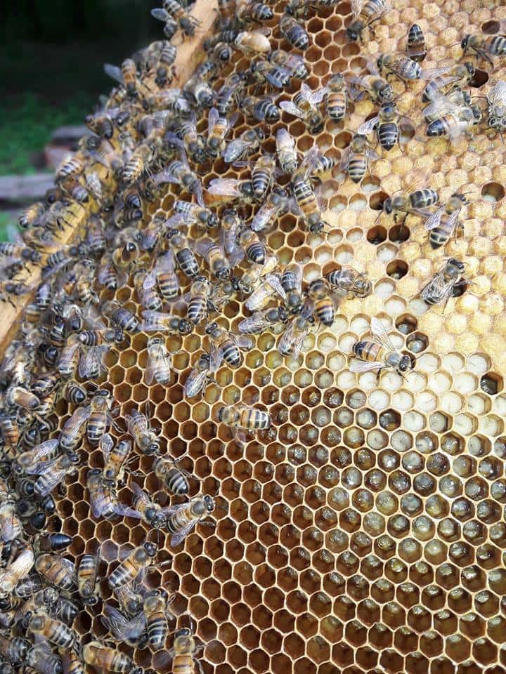 Hasta el 30 de noviembre se habilitan las salas de extracción de miel