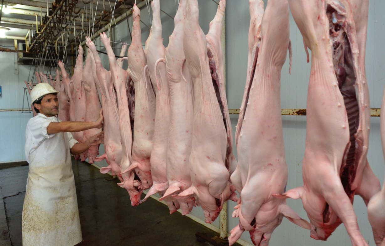 Evalúan declarar la emergencia en el sector porcino
