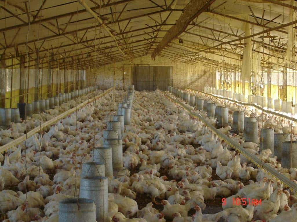 El sector avícola ve con “muy buenos ojos” la reducción del IVA para la carne de pollo