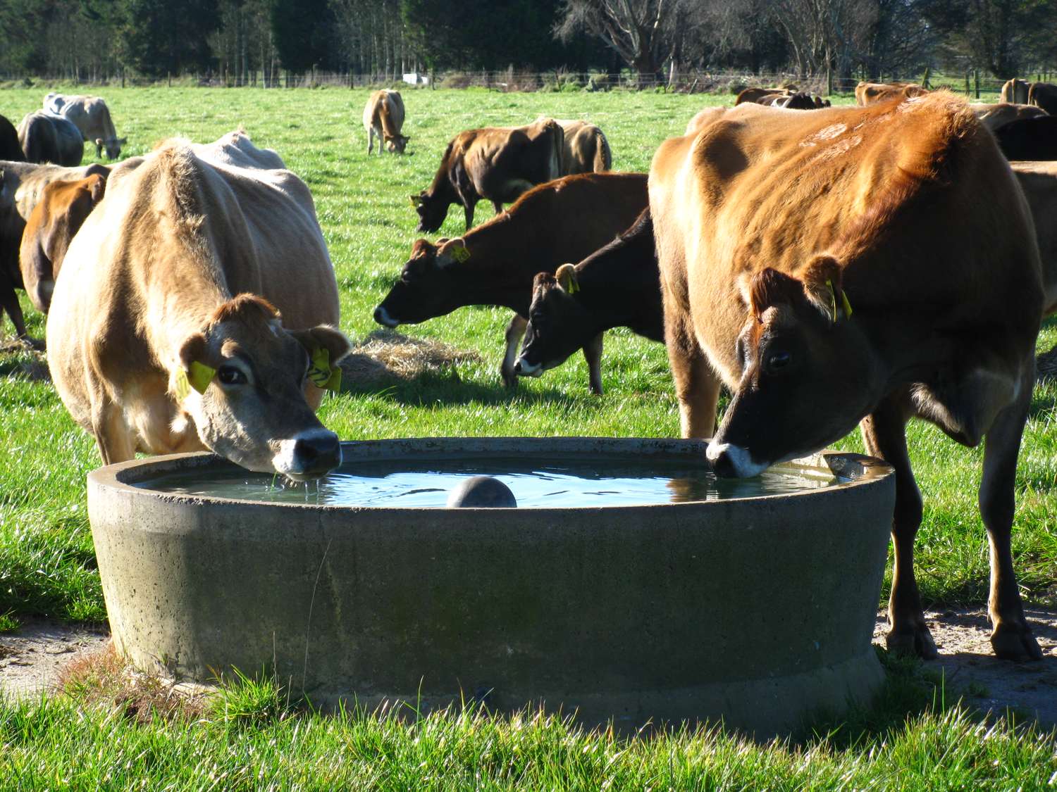 Para atenuar el impacto de las altas temperaturas, el ganado consume hasta un 60 % más de agua