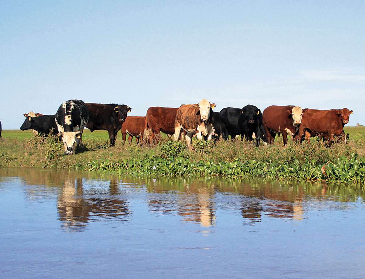 Los productores deben retirar el ganado de las islas ante la creciente del Paraná