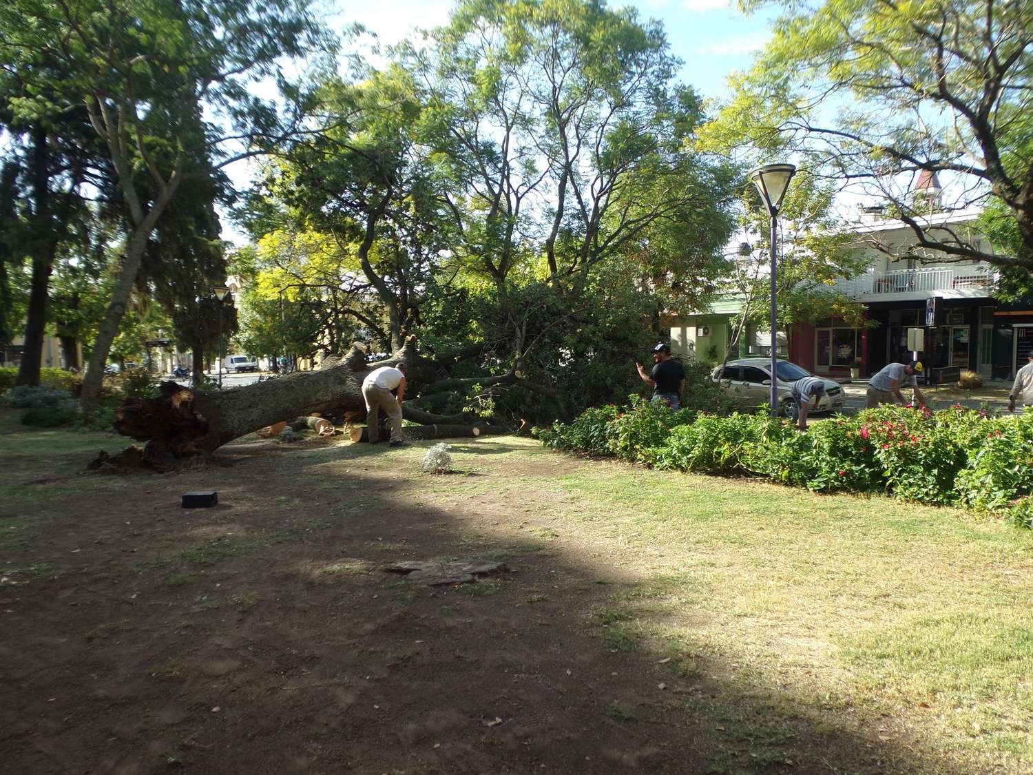 Cayó un frondoso árbol en plaza Sarmiento