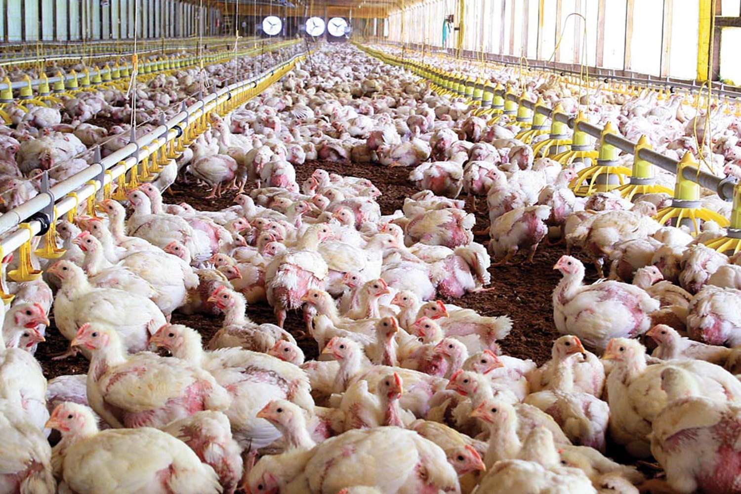 Un 43 por ciento de los establecimientos avícolas entrerrianos obtuvieron los certificados ambientales para poder exportar