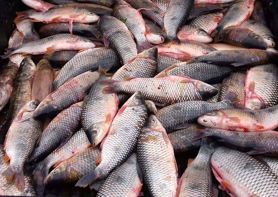Decomisaron más de 100 piezas de pescado por estar fuera de la medida permitida