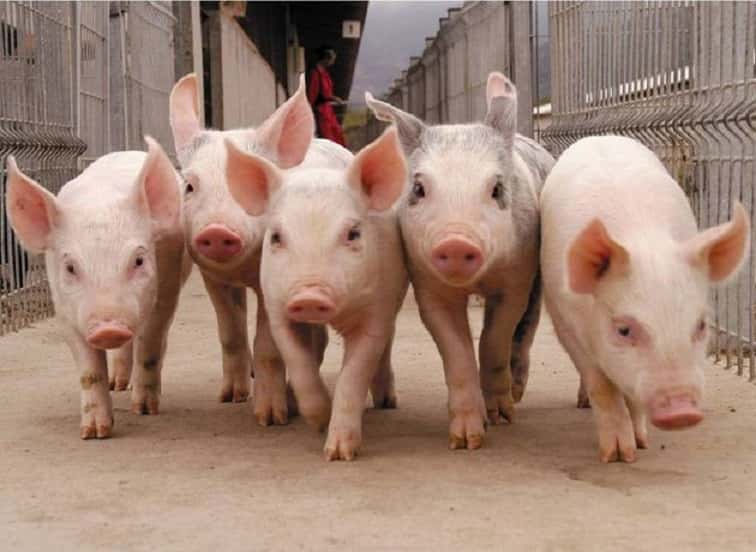 Productores porcinos admiten “grave crisis” y reclaman aumento del precio del cerdo en pie