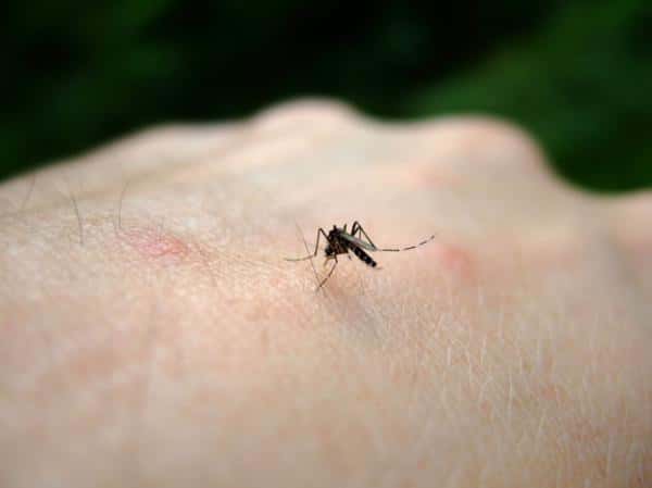 Ahuyentar mosquitos de manera natural