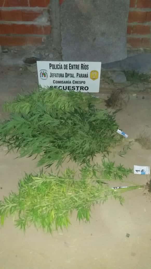 Secuestran plantas de marihuana en una vivienda de Barrio San Cayetano