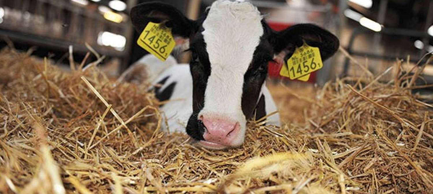 Desarrollaron e implementaron un sistema de alerta por estrés calórico para vacas lecheras