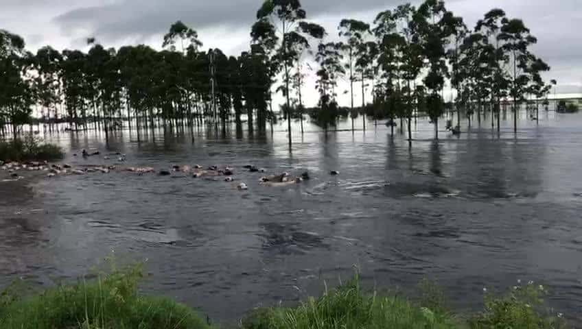 Ganado cruzó a nado el arroyo Batel en la provincia de Corrientes