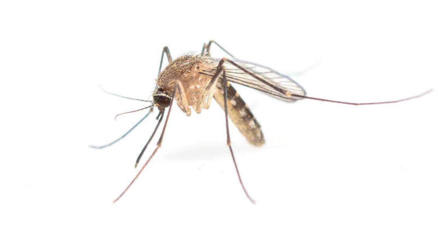 La clave para insecticidas más seguros está en una proteína de la cáscara del huevo del mosquito