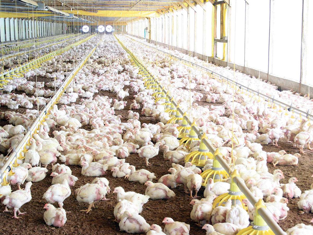 Un índice para seguir de cerca el aumento en el costo de producción de pollos parrilleros