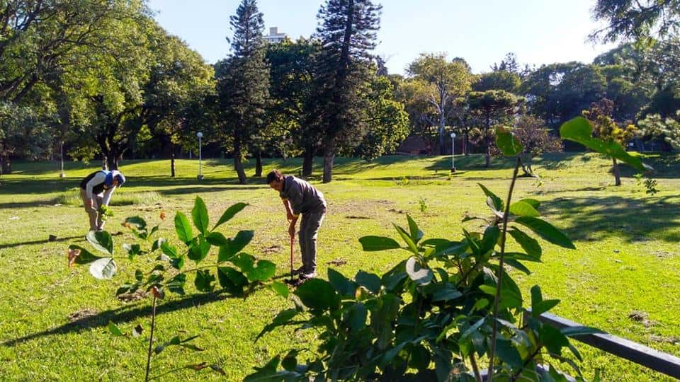 Se reanuda la campaña “1000 árboles para Victoria” para forestar veredas y espacios públicos