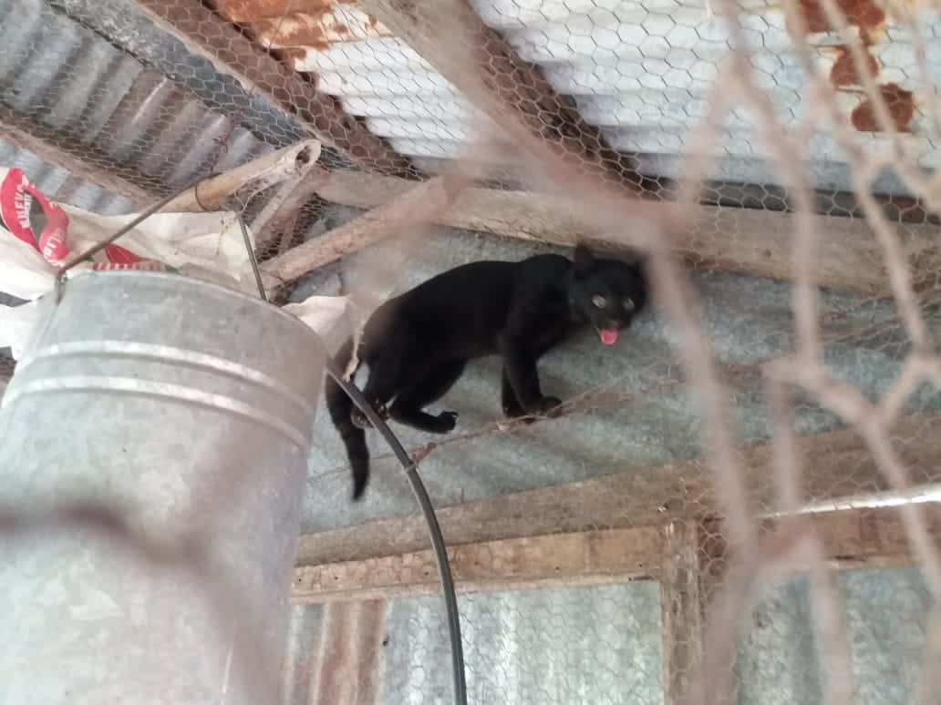 Un gato montés en Boca del Tigre