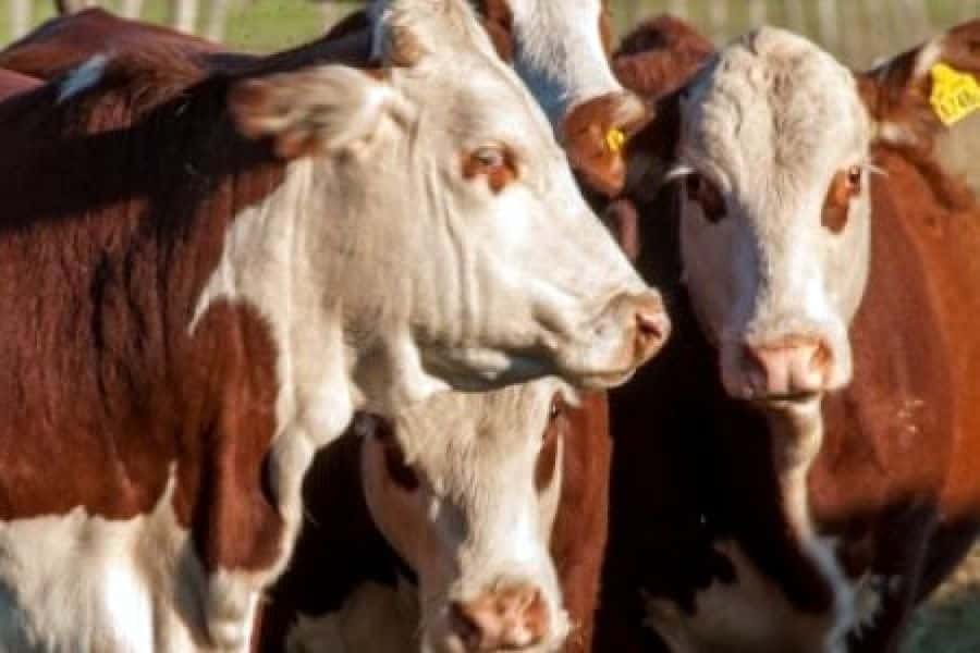 Nuevo destino para exportaciones bovinas en pie