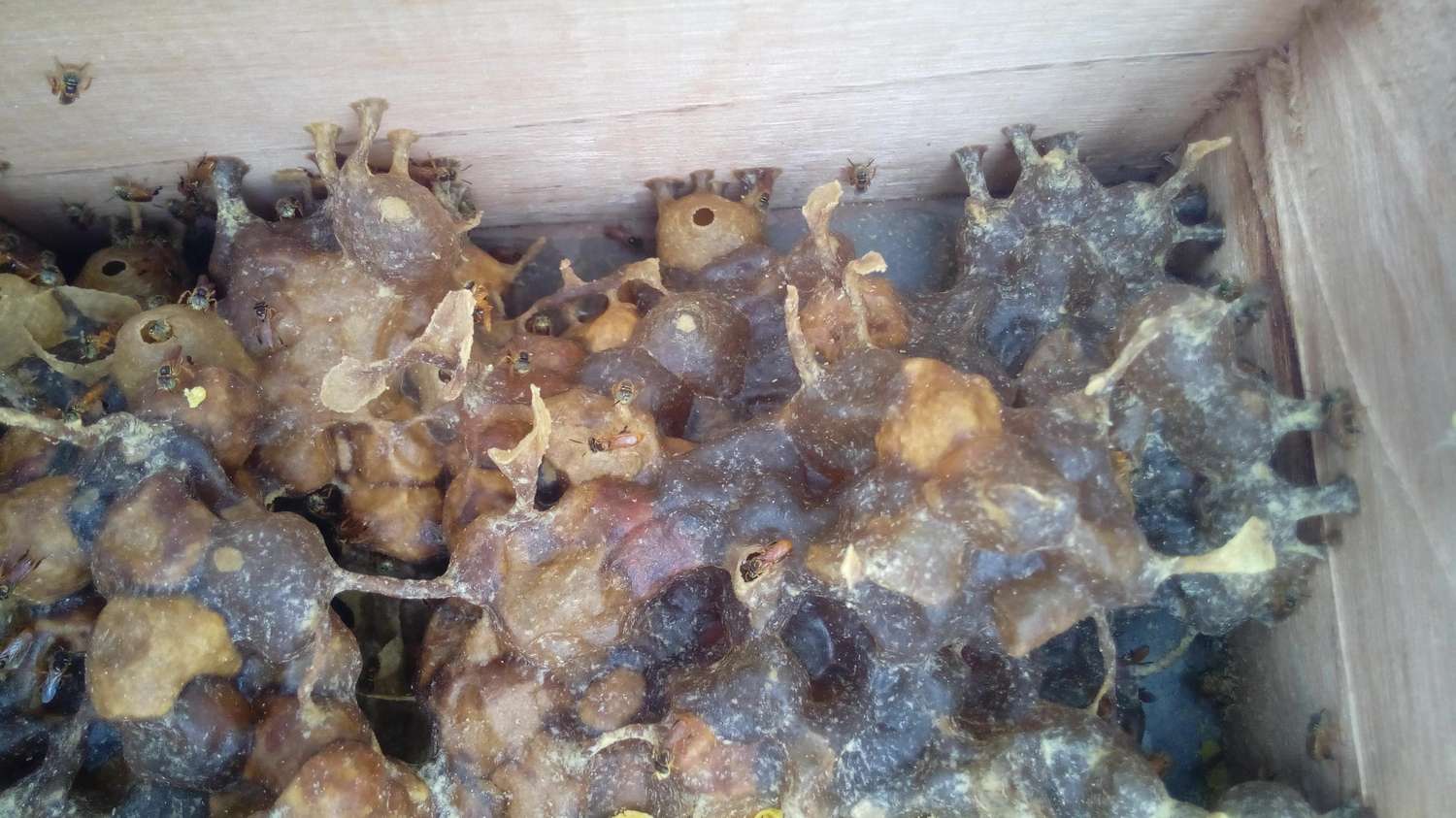 Detectan en la ciudad abejas que la producen miel con propiedades medicinales