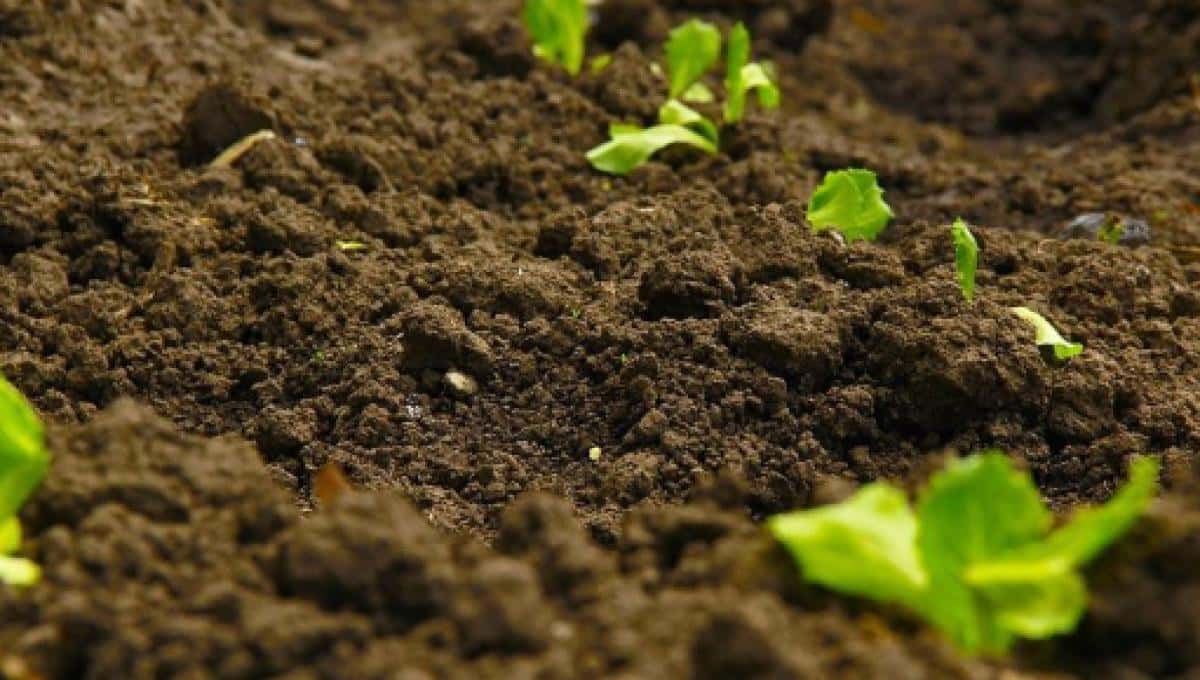 Fertilizar, clave para la salud de tu jardín y plantas