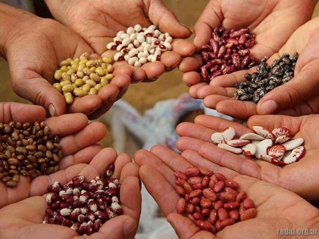 El INTA Nogoyá apuesta a la producción de semillas