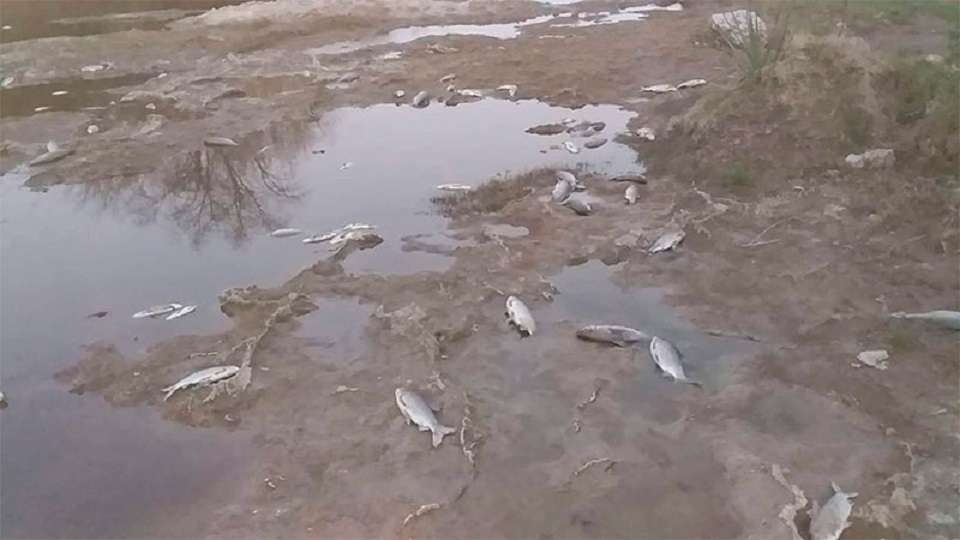 Aparecieron peces muertos en un arroyo de Viale