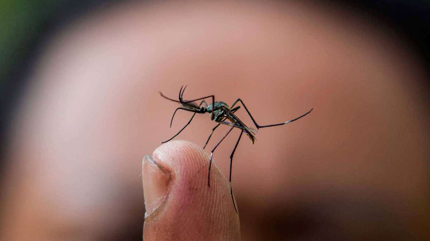 Entre Ríos puso en vigencia el monitor de casos de dengue