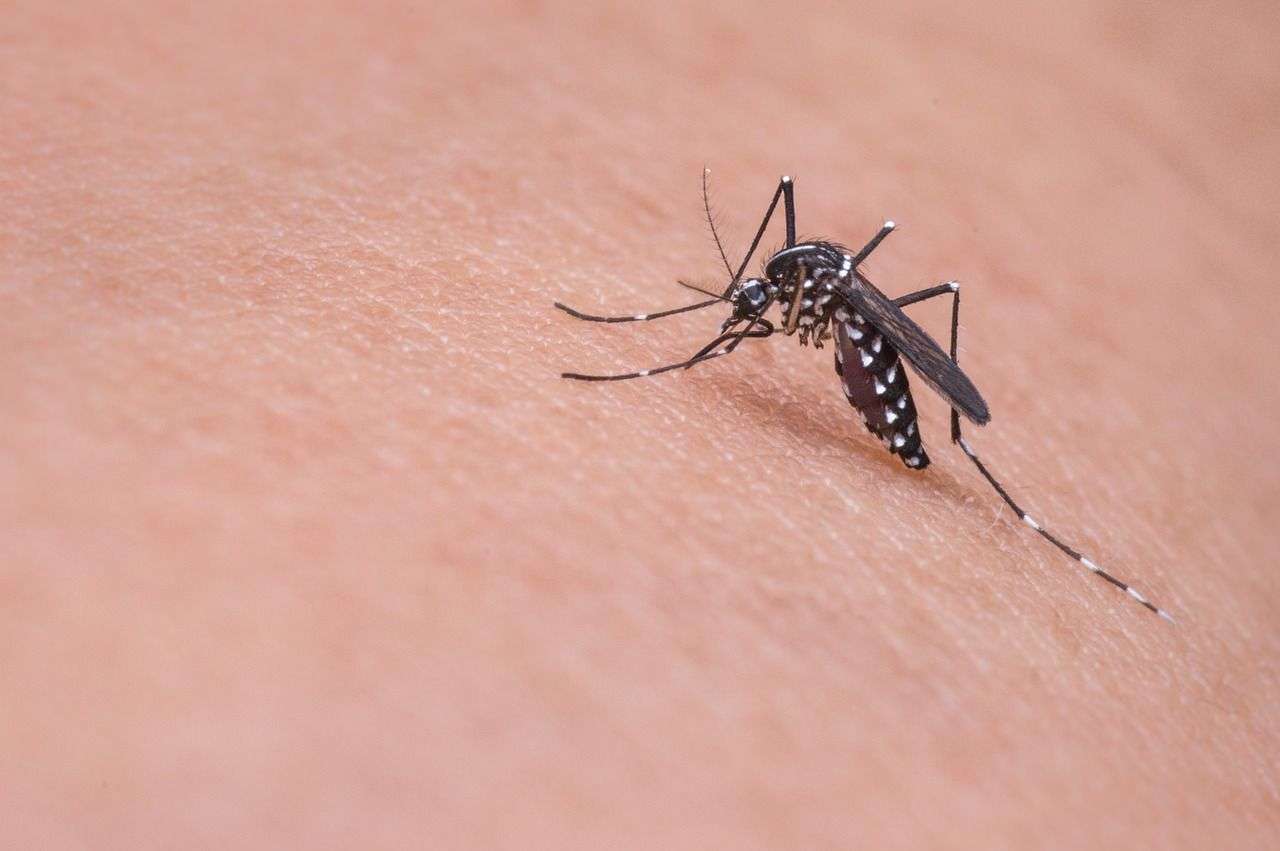 Se confirmó un caso importado de dengue en la provincia