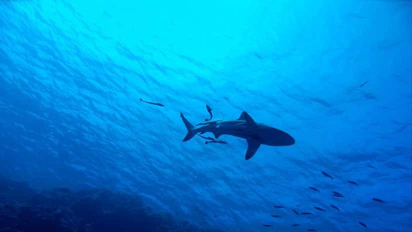 Descubren tiburones que brillan en el fondo marino gracias a un mecanismo único