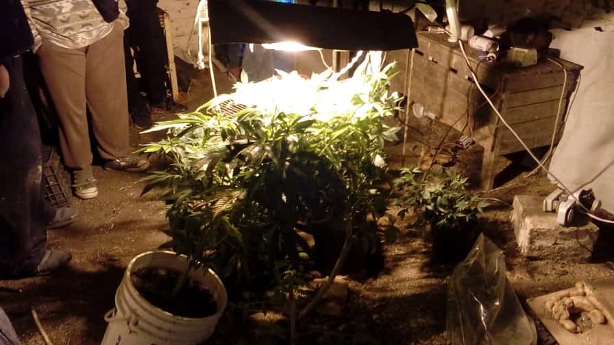 Investigaban una estafa y encontraron un vivero de marihuana