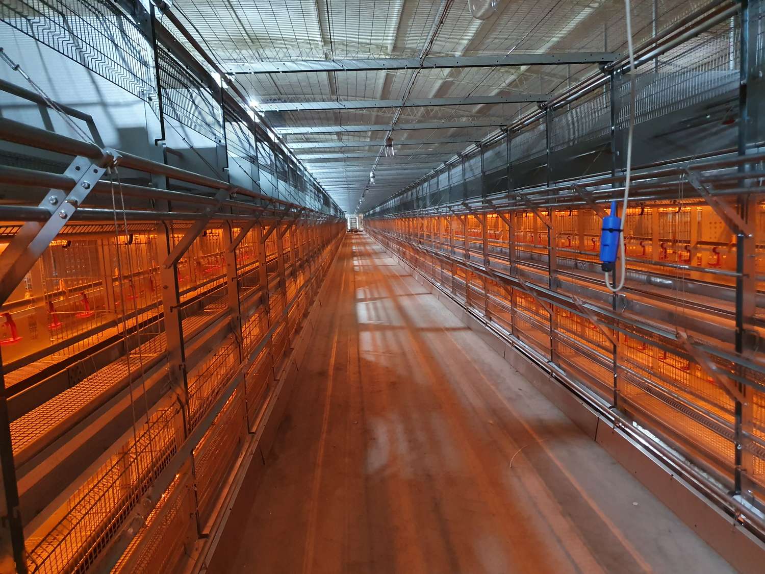 La primera granja tecnificada de la Argentina que produce huevos con la técnica de bienestar animal está en Crespo