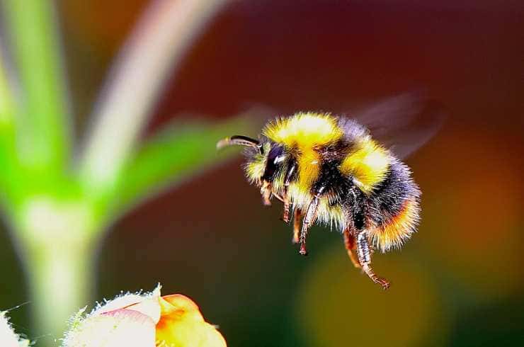 Los abejorros se extinguen al ritmo de la crisis climática