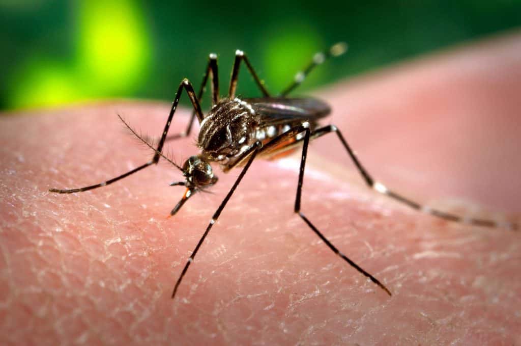 En Entre Ríos hay 435 casos de dengue
