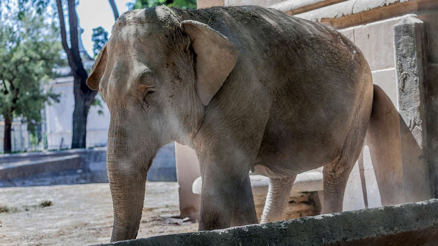 La increíble historia de la elefanta Mara y los preparativos para su traslado a Brasil