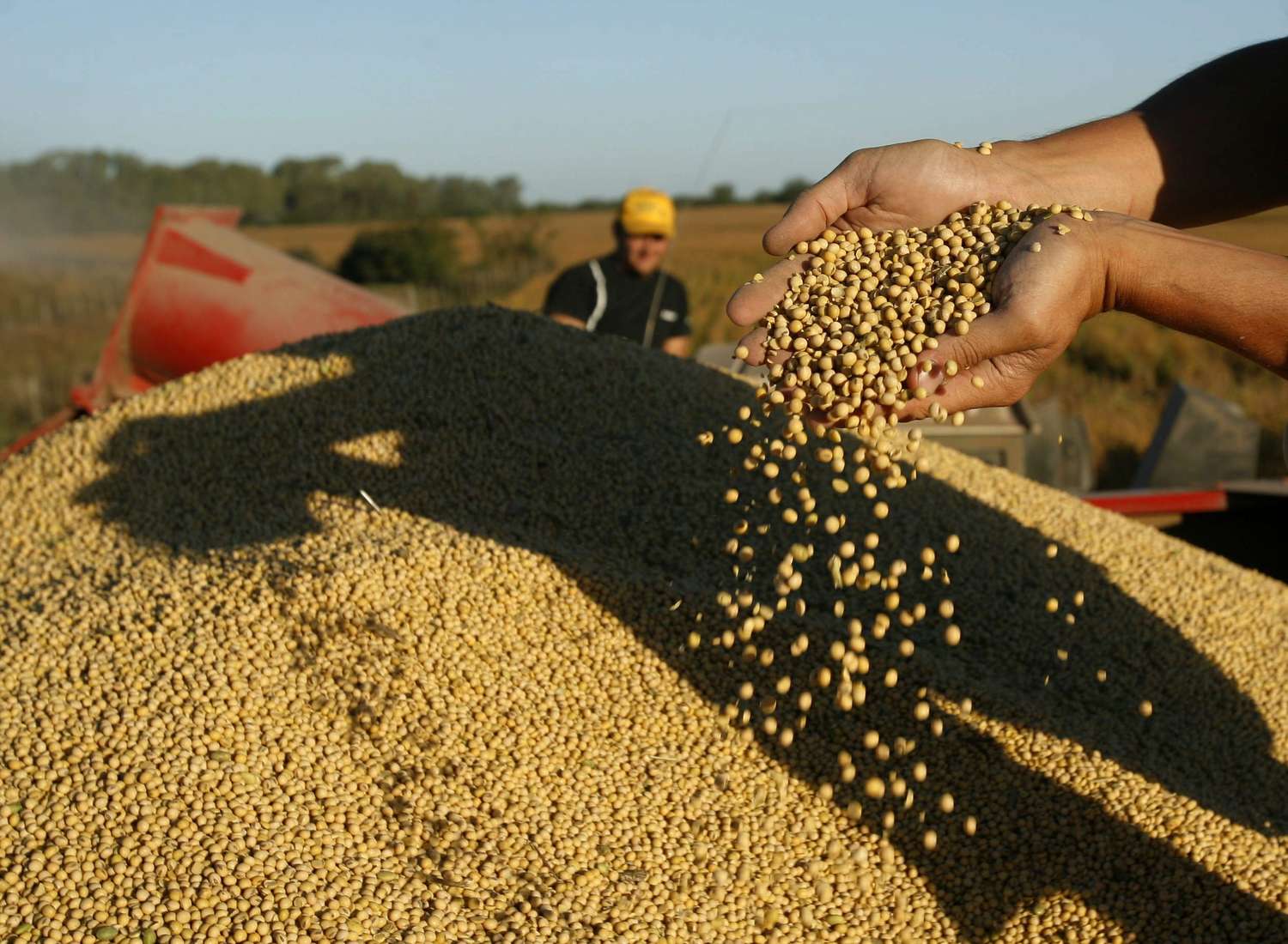 Obligan a los bancos a no financiar a los productores que guardan más de un 5% de soja