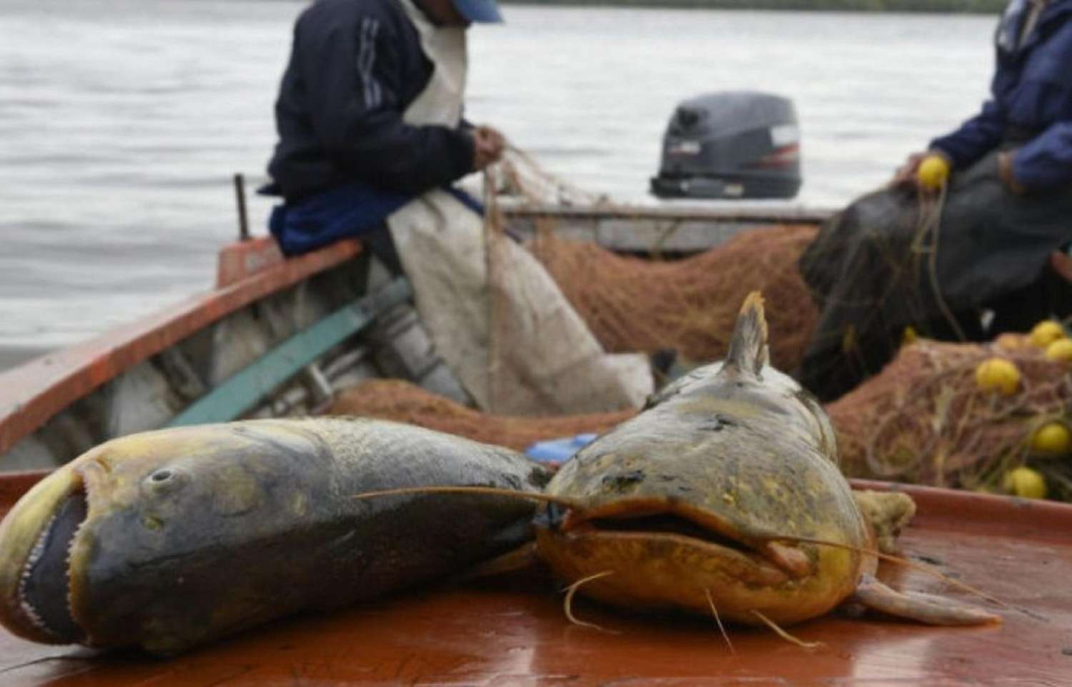 La Justicia admitió demanda contra el Gobierno y prohibió la pesca en el río Paraná