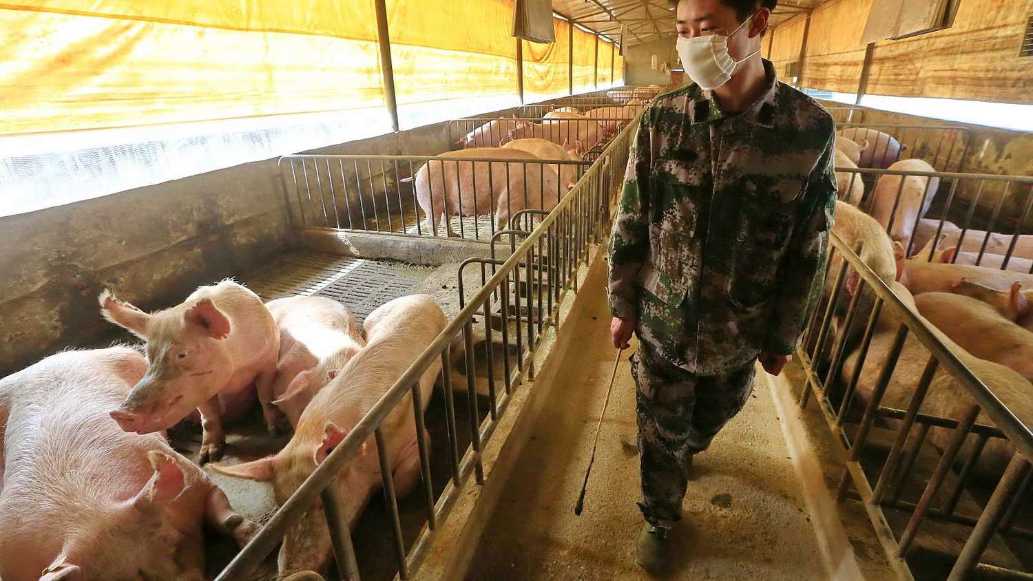 Descubren un virus de gripe porcina capaz de provocar una nueva pandemia