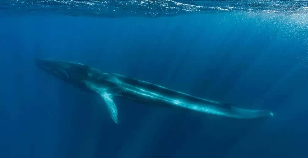 La ballena Fluker, triste símbolo del trato que reciben los cetáceos en el Mediterráneo
