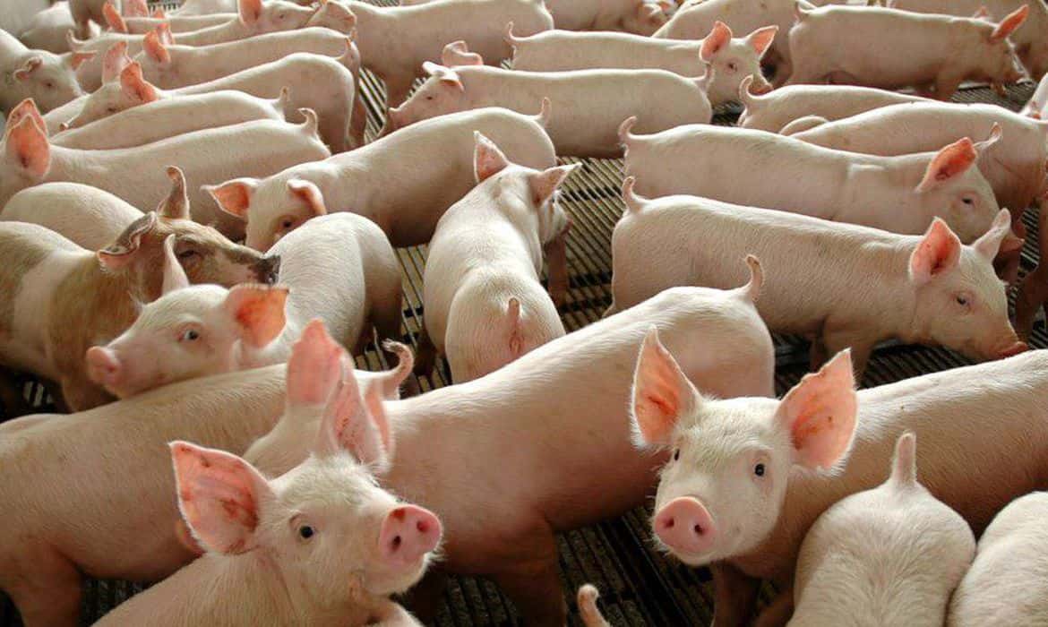 Economía destina $1.400 millones para asistir a productores porcinos