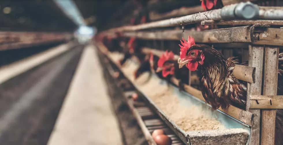 Alitas de pollo con coronavirus, el caso que puede deteriorar el comercio entre Brasil y China