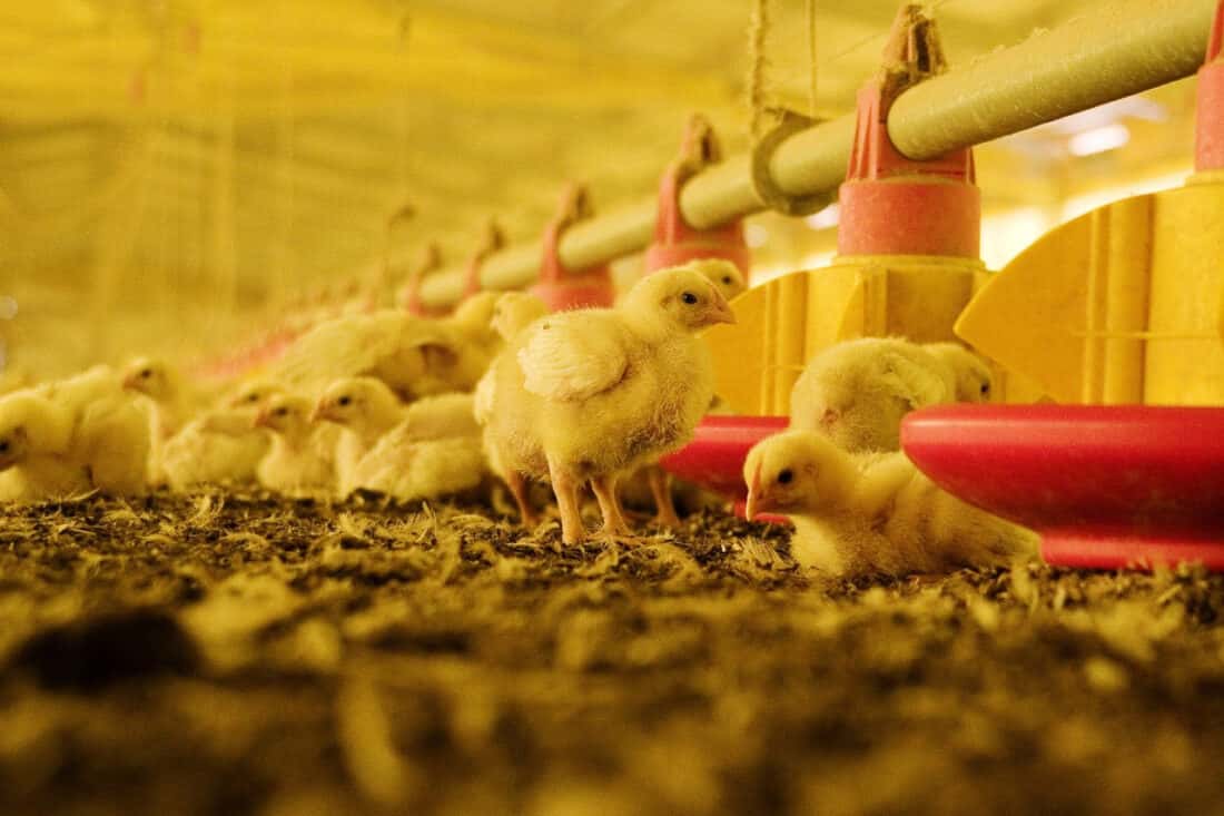 Preocupación en la industria avícola por el fuerte incremento de costos